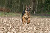 BERGER ALLEMAND 1042